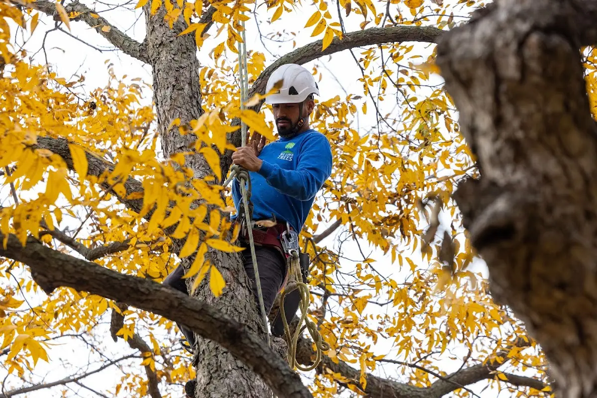 Skilled Tree Pruning crew working in Harrisburg